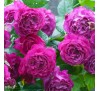 Роза Блю Эден(Blue Eden)
